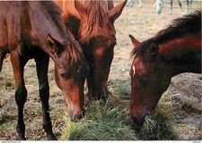 Animaux - Chevaux - Chevaux mangeant du foin - Voir Scans Recto Verso