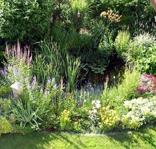lot demarrage plantes bassin 6