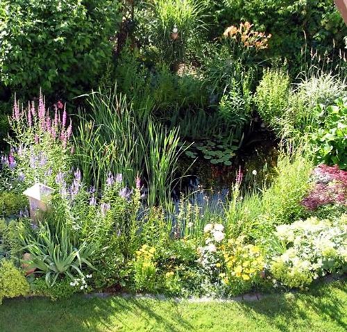 Lot demarrage plantes bassin - lot, 6
