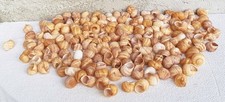 Coquilles d’escargot vides