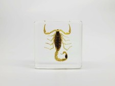 Brown Scorpion in Lucite