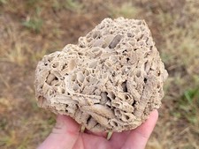 Fossile Corail 325g coral
