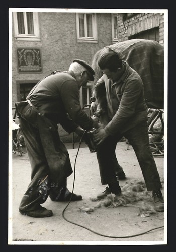 Photographie maréchal ferrant - photographie, maréchal-ferrant