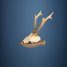 175CA Trophée de chevreuil