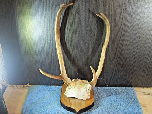 Cornes trophée chevreuil - cornes,,