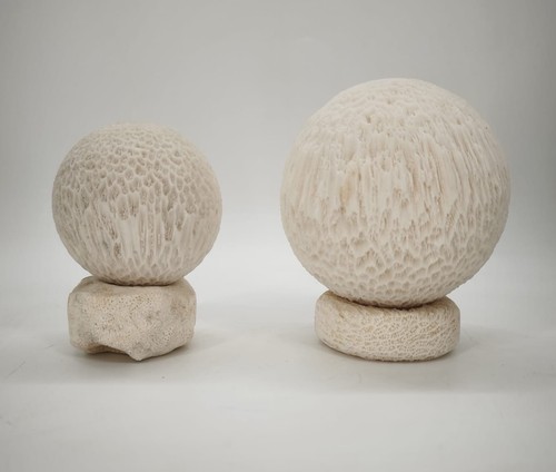 Lot coquillages sphériques - lot,