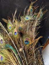 Lot De + De 96 Plumes De Paon