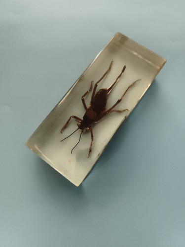 Bloc insecte naturalisé