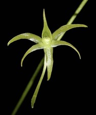 Angraecum calceolus xl