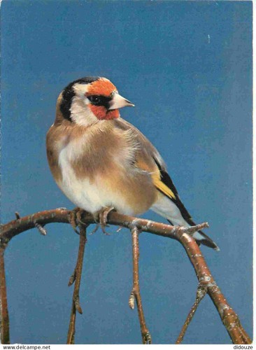 Carte postale animaux - animaux,