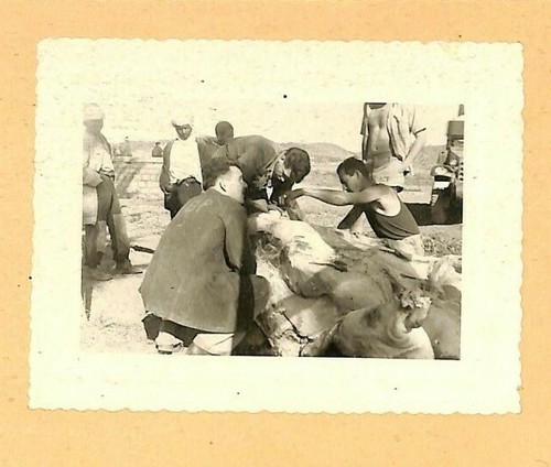 Guerre algerie photo - /, /