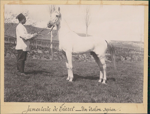 Algérie jumenterie tiaret - de,