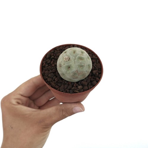 Tephrocactus geometricus one - tephrocactus,