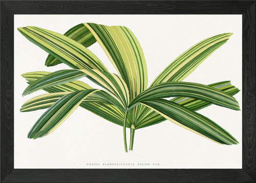 Rhapis flabelliformis plant - rhapis,
