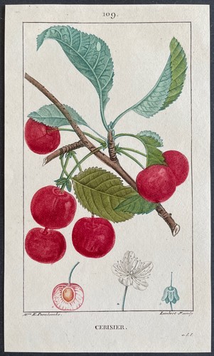 Flore médicale cerisier - flore,