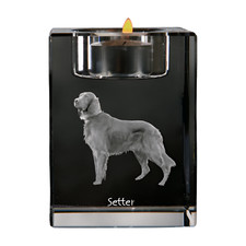 English Setter, Setter Anglais