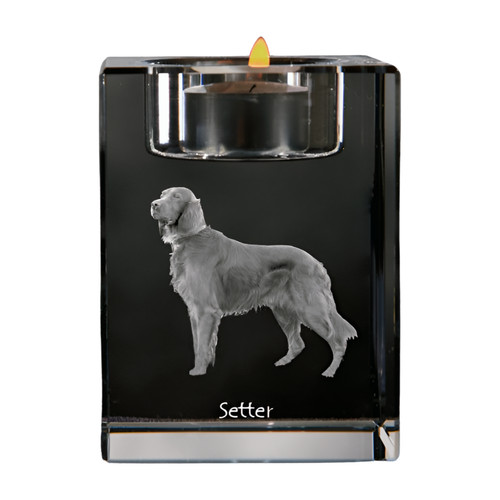 English setter - setter,,
