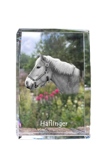 Haflinger cristal avec - , un