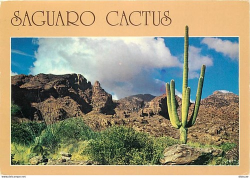 Carte postale fleurs - -,