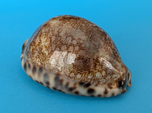Cypraea arabica immanis 5 - arabica,