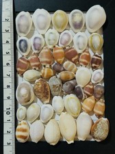 Coquille de cawrie du Japon