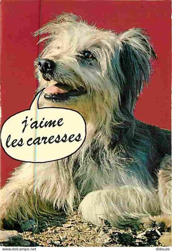 Carte postale animaux - postale,