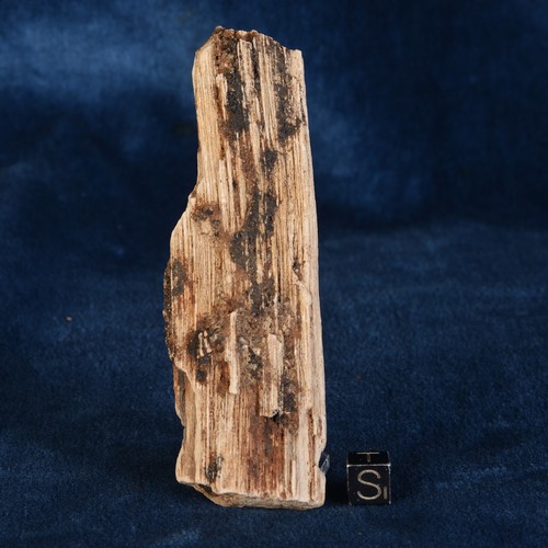 Bois fossilisé - bois,