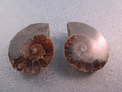 Pair madagascar ammonite - of,