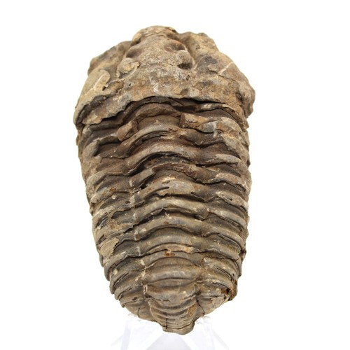 Trilobite fossile brut 95gr