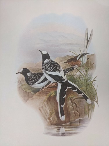 1969 oiseau imprimé spotted - imprimé,