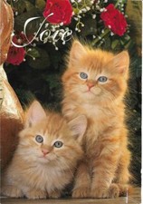 CHAT - deux chatons roux aux yeux bleus - Joie