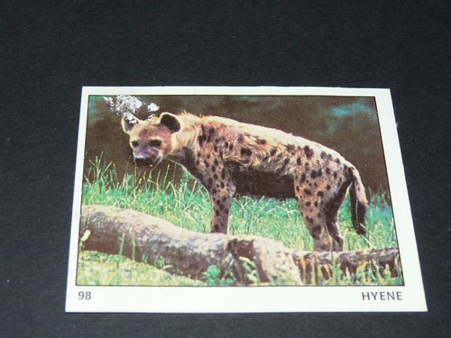 Hyene panini 1970 tous - panini,