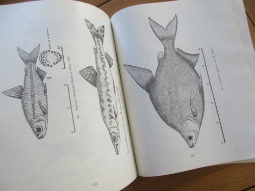 Les poissons bassin - les,