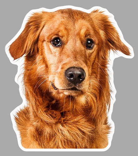 Tete chien epagneul dogue - tete,