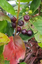 Aronia mitschurini 'Amit'' /