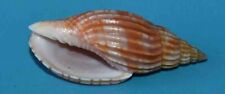 SEA SHELL - VOLUTIDAE - LYRIA