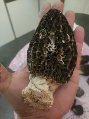 Kilogr morilles noires - kilogr,