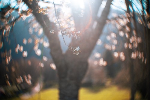 Objectif petzval 65mm 6 - 65mm, f/1.6