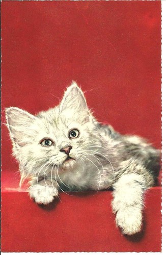 Chat gris - chat, blanc