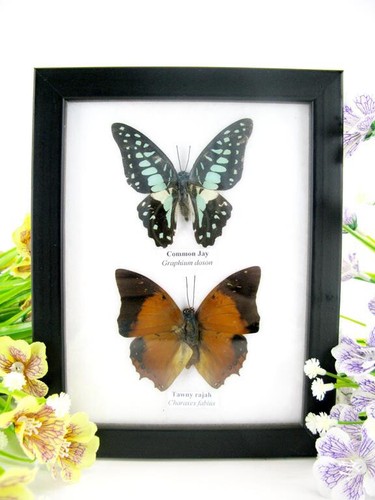 Vrais beaux papillons - vrais,