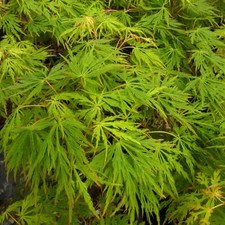 Acer palmatum dissectum