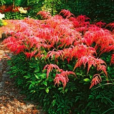 Astilbe Plante vivace Fleurs