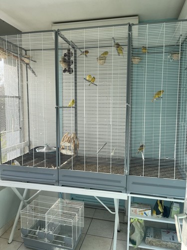 Cage oiseaux avec - cage,