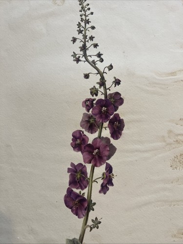 Dessin peinture fleurs - &,