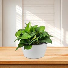  Pot De Fleur En Résine Grand