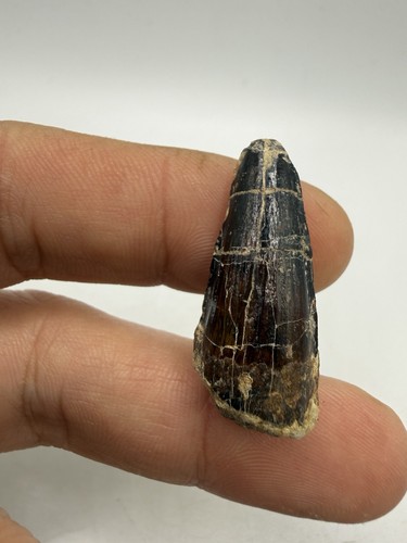 Rare spinosauridae tooth - rare,