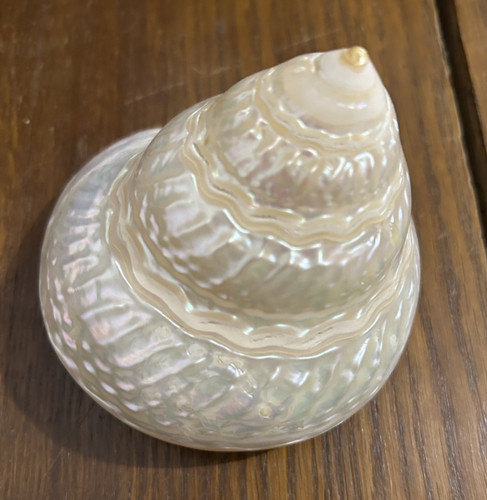Gros coquillage trochus trocha - gros,