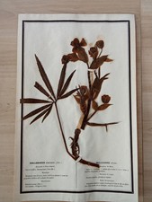 Ancien Herbier Botanique