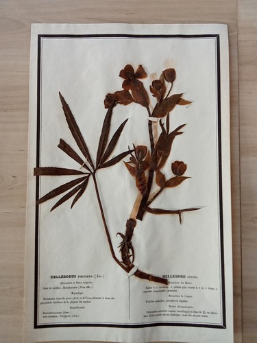 Ancien herbier botanique - ancien,