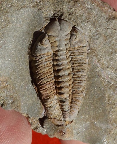 Trilobite ordovicien maroc - du,